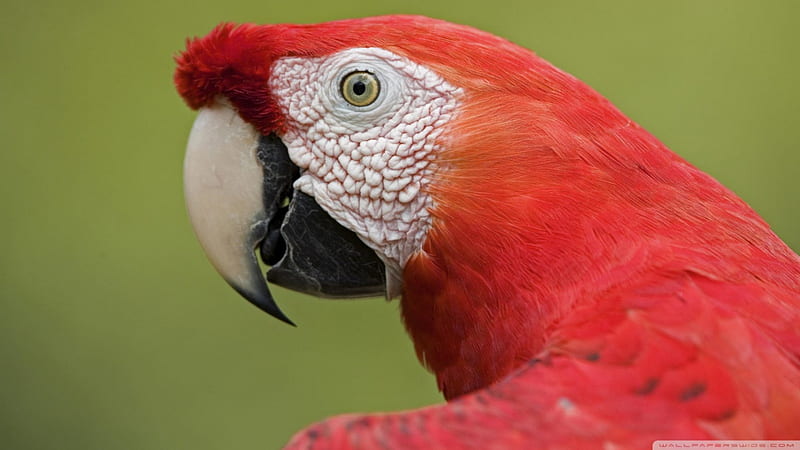 scarlet macaw portrait, macaw, parrot, bird, scarlet, HD wallpaper