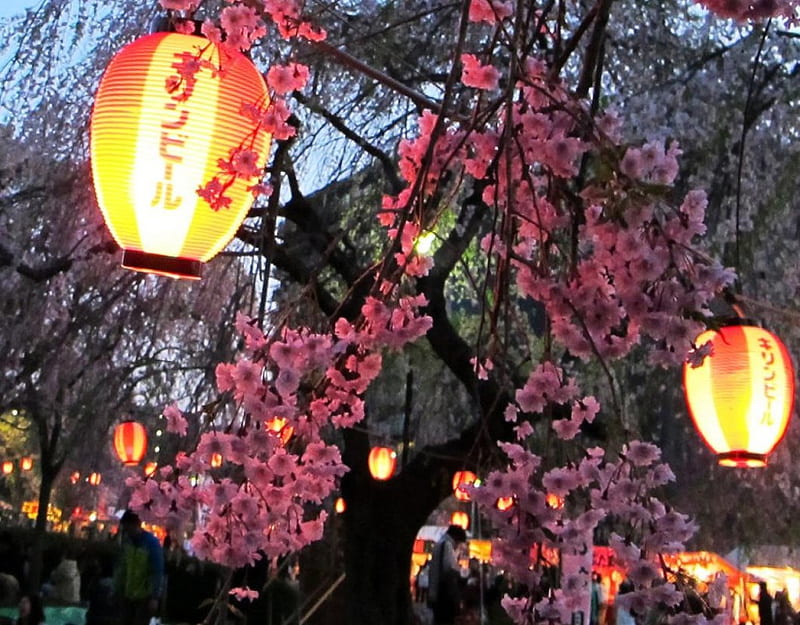 Hanami Fest, sakura, festival, hanami, lantern, japanese, cherry blossom, tree, japan, pink, HD wallpaper