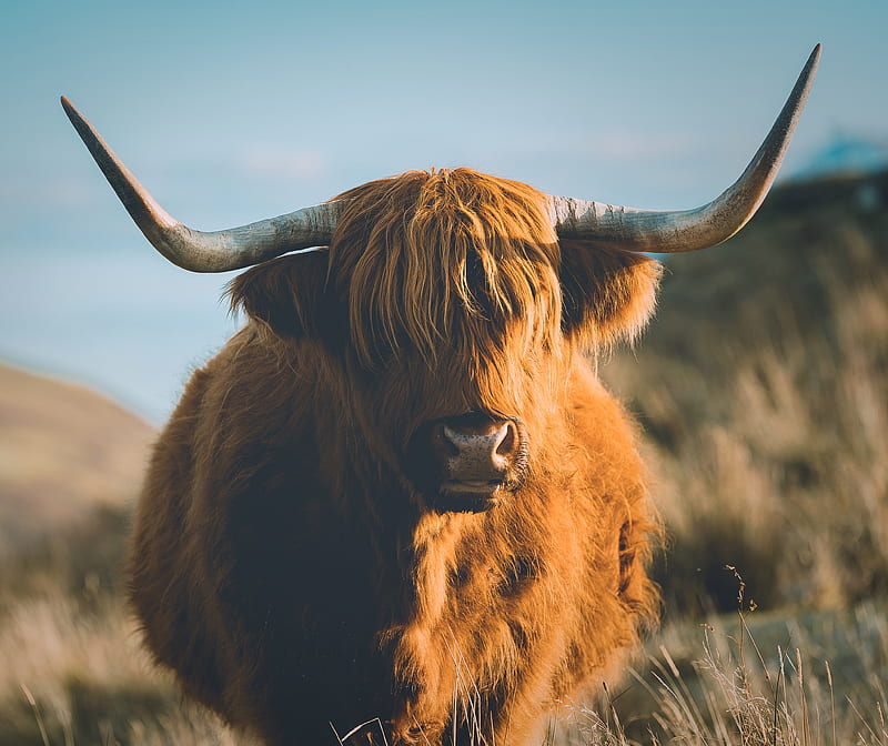 brown yak on field, HD wallpaper