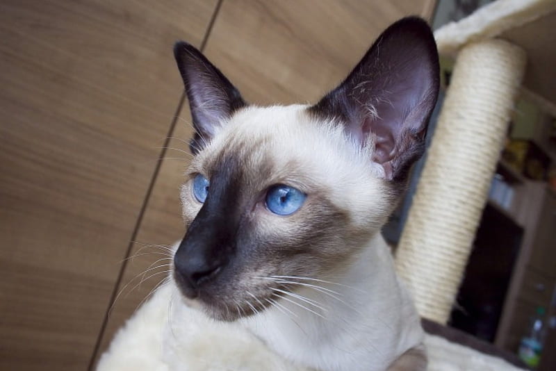 siamese cat,face, sits, look, head, blue, HD wallpaper