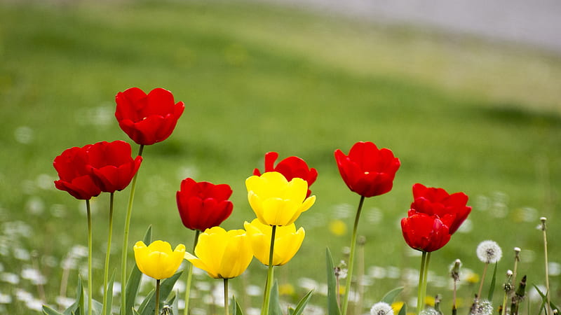 Yellow Red Flowers In Green Blur Background Flowers, HD wallpaper | Peakpx