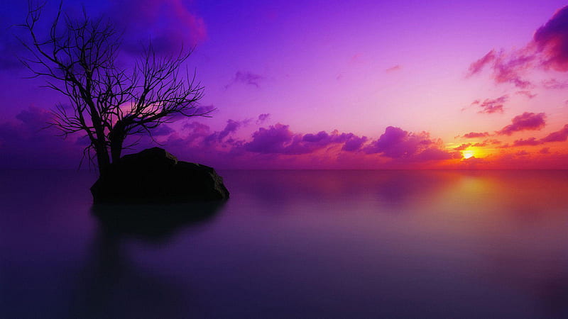 Lake With Rock And Tree In Background Of Purple Cloudy Sky And Beautiful Sunset Sunset, HD wallpaper