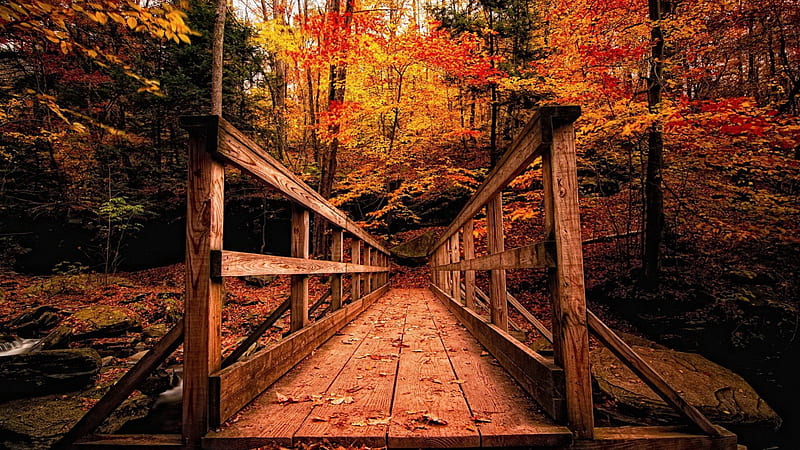Autumn Forest Landscape, Trees, Landscapes, Forests, Bridges, Autumn, Nature, HD wallpaper
