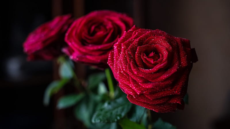 * Velvet roses *, flower, flowers, nature, roses, HD wallpaper