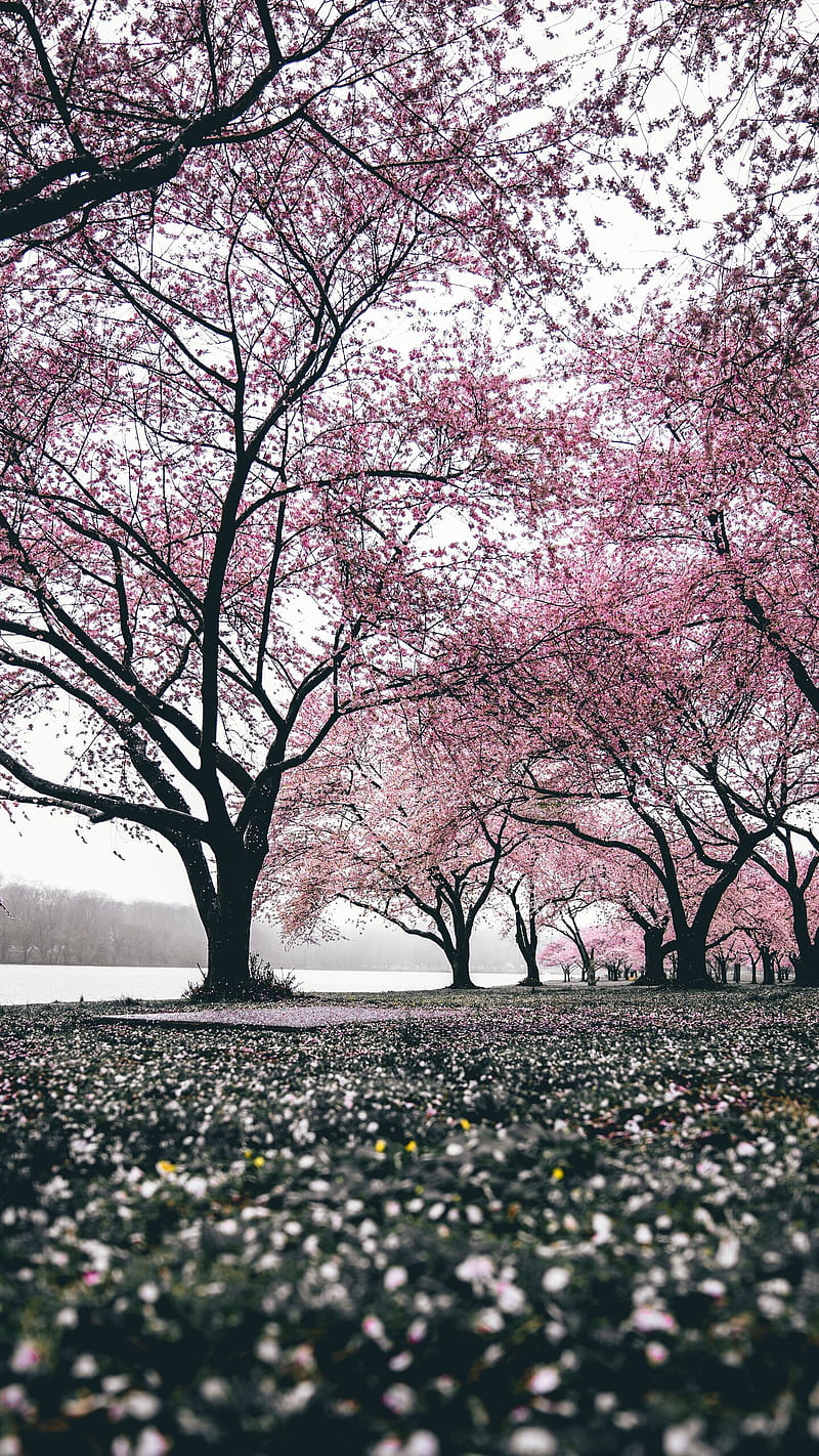 Spring season , tree, flower, fall, HD phone wallpaper