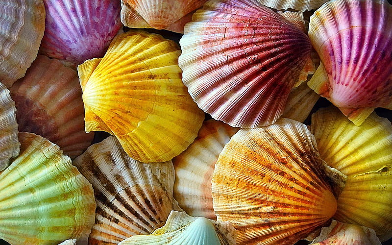 colorful seashells, macro, background with seashells, seashells textures, shells, shells textures, seashells, background with shells, HD wallpaper