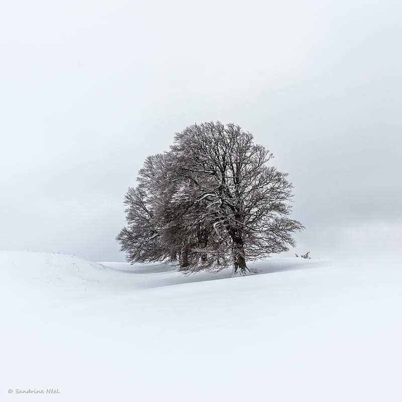 trees, field, snow, winter, landscape, HD phone wallpaper