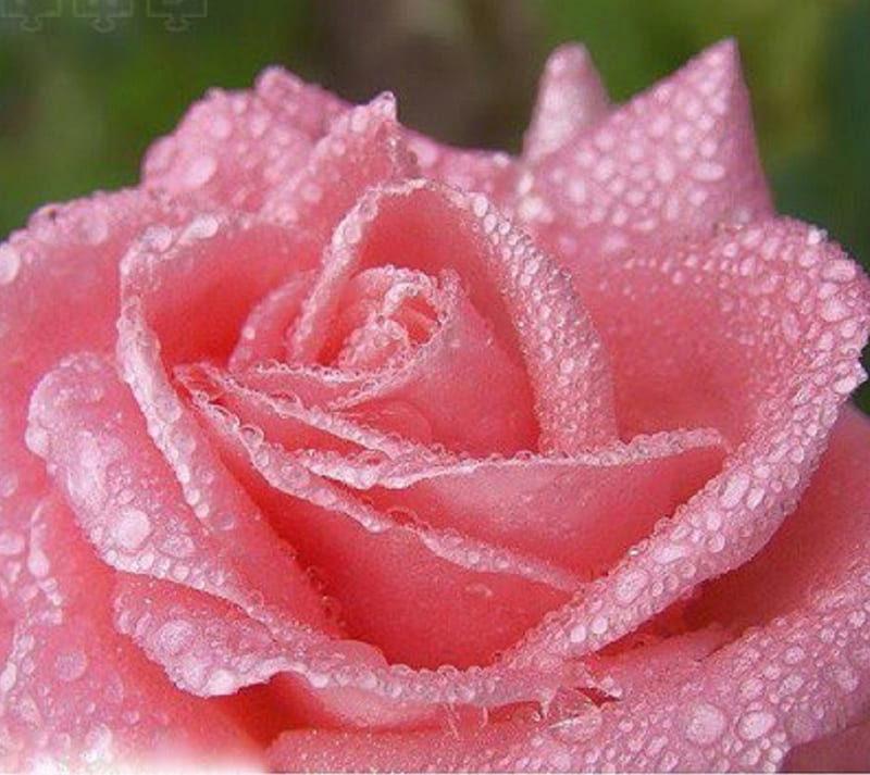 Dew-kissed Pink Rose, dew-kissed, rose, flower, nature, pink, HD ...