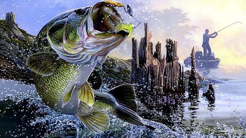 FISH OUT OF WATER, BASS, FISH, EXCITMENT, WATER, HD wallpaper | Peakpx
