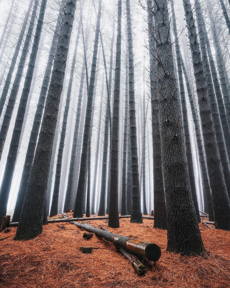 trees, forest, landscape, wood, mist, HD phone wallpaper