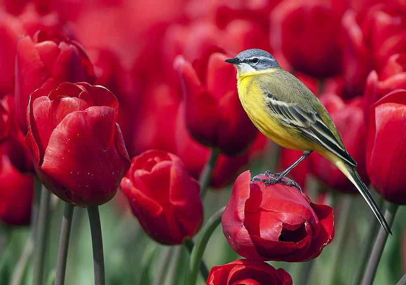 Wagtail sitting on Roses, red, Roses, Flowers, Birds, HD wallpaper