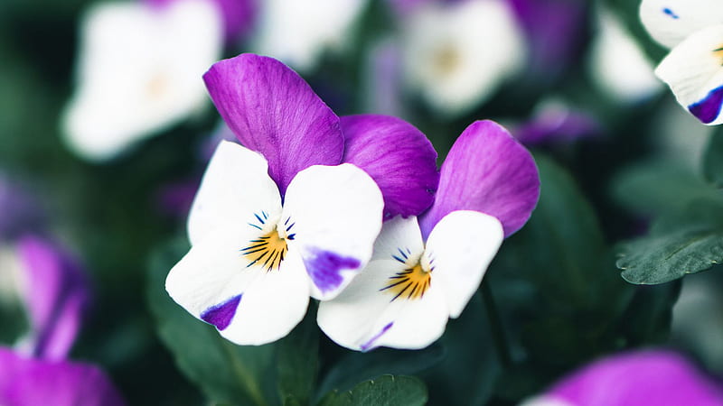 Flores violetas blancas en desenfoque de flores flores de, Fondo de  pantalla HD | Peakpx