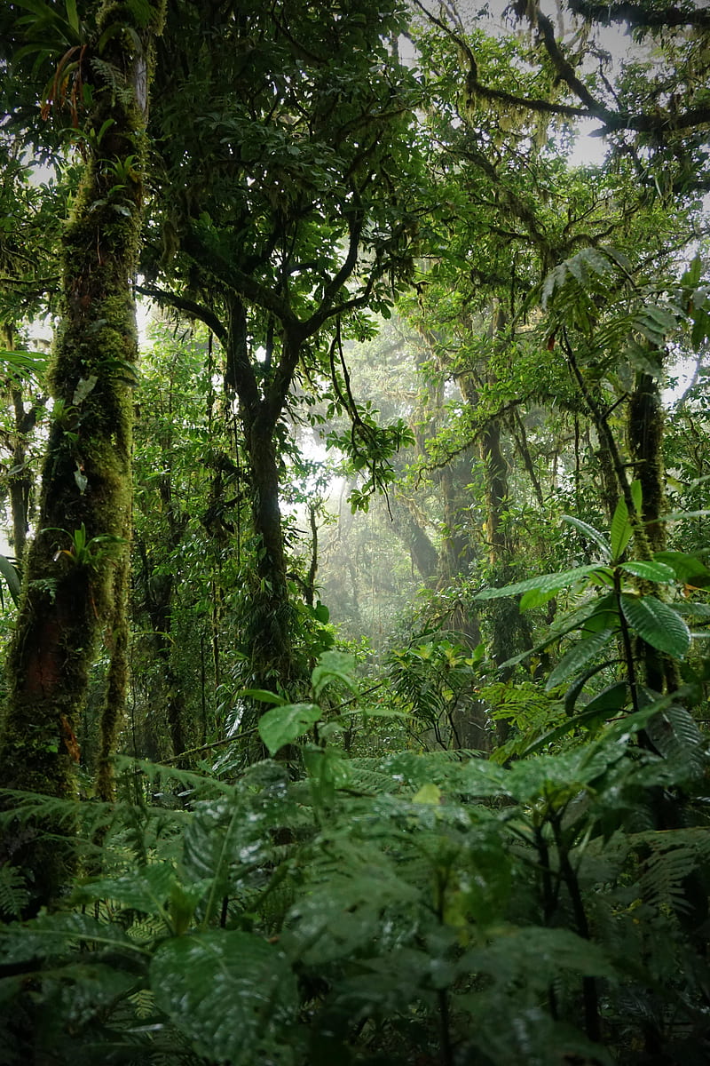 Green Forest, cloud, costa, forest, foret, green, jungle, monteverde, nature, reserve, spring, HD phone wallpaper