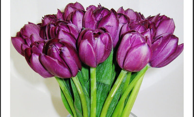 Tulipanes morados, bonito, tulipanes, precioso, morado, Fondo de pantalla  HD | Peakpx