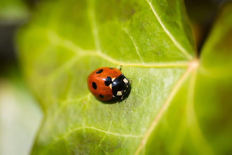 red lady bug on leaf in macro graphy, HD wallpaper