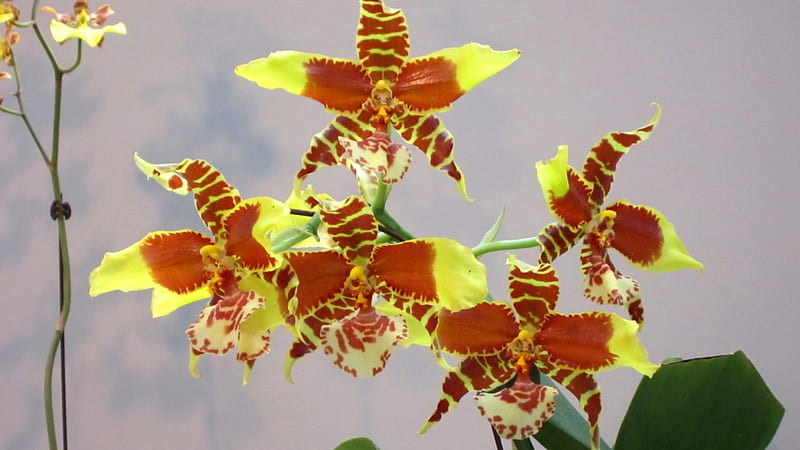 Lovely orchids, pretty, brown, orange, Lovely, yellow, soft, delicate, orchids, flowers, HD wallpaper