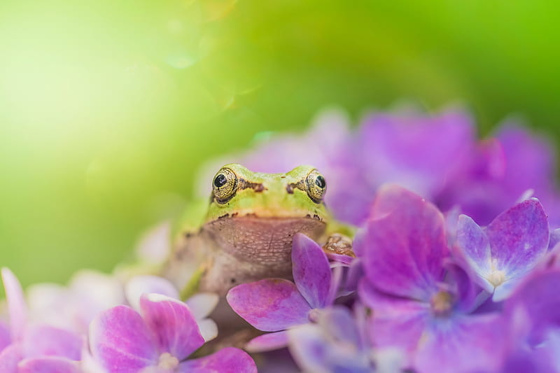 Frogs, Frog, Amphibian, Flower, Purple Flower, Wildlife, HD wallpaper