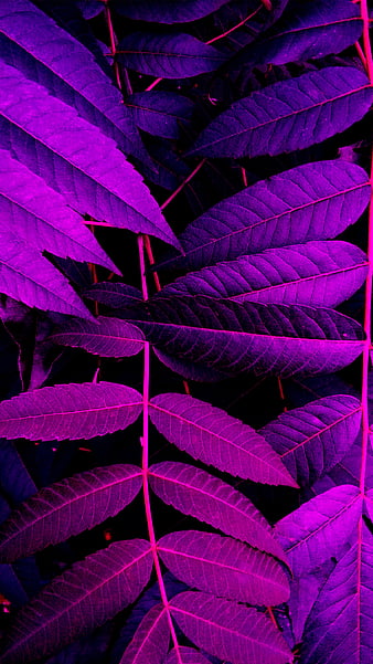 Purple leaves, art, beautiful leaves, nature, nature and art ...