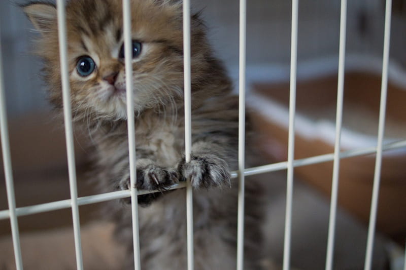 Imprisoned Kitty, kitty, bonito, adorable, sweet, cute, imprisoned, kitten, cats, animals, HD wallpaper