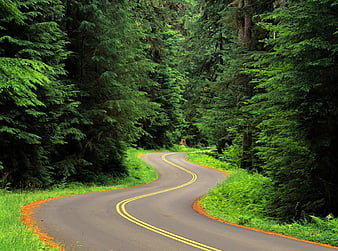 Nice Road In Forest, forest, amazing, fresh, perfect, track, cool, green,  good, HD wallpaper | Peakpx