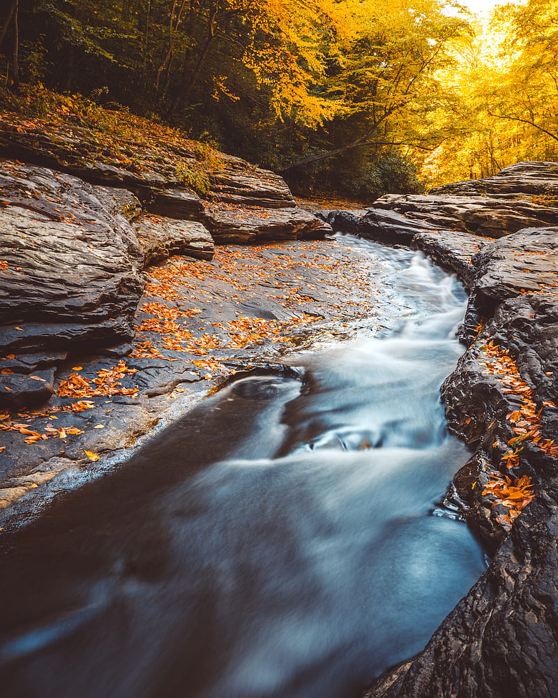 stream, water, fallen leaves, trees, autumn, HD phone wallpaper