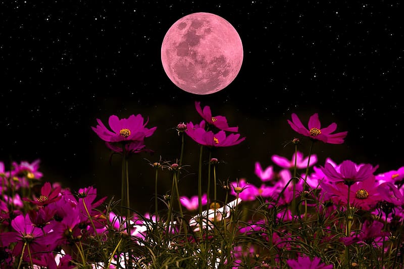 Night wildflowers, night, purple, black, moon, flowers, cosmos ...