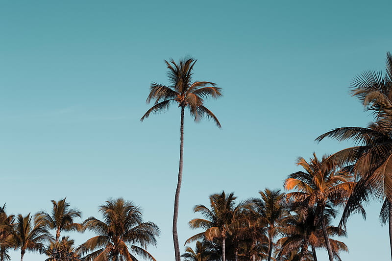 palm trees, trees, crowns, sky, tropical, HD wallpaper