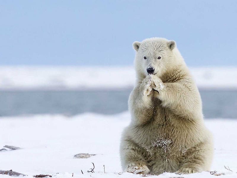 Animals Of Greenland White Polar Bear Heating Of Cold Feet Full Screen, HD wallpaper