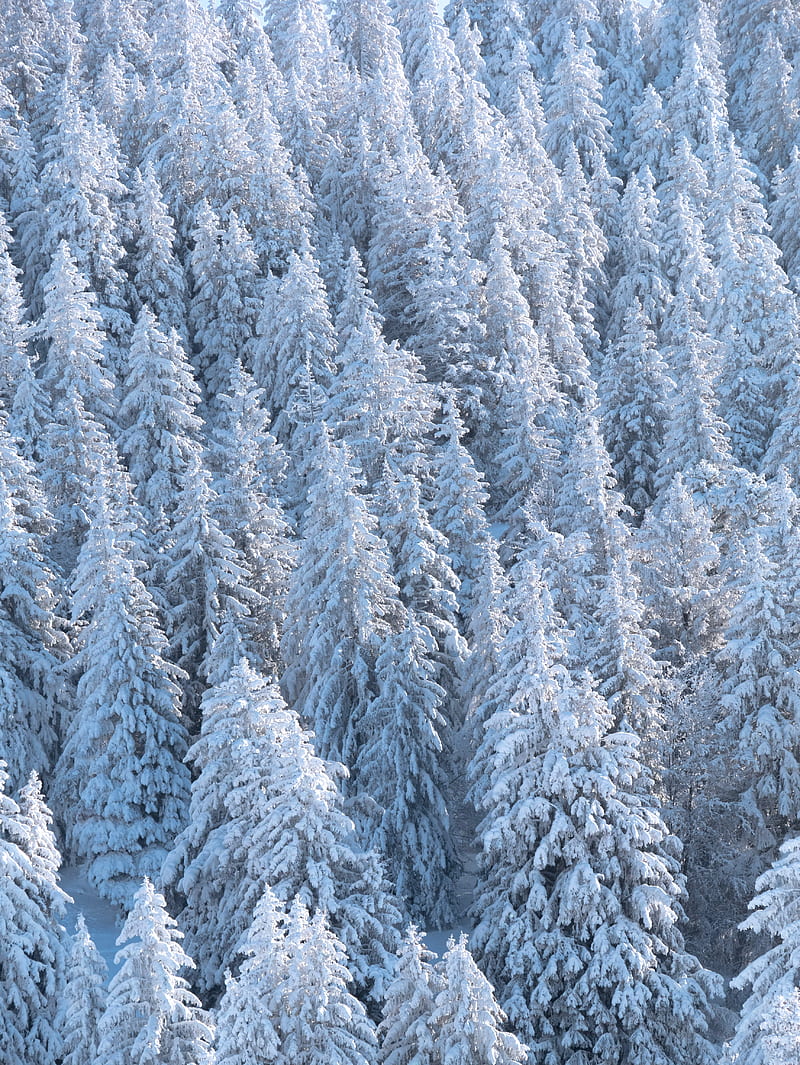forest, trees, snow, spruce, white, HD phone wallpaper