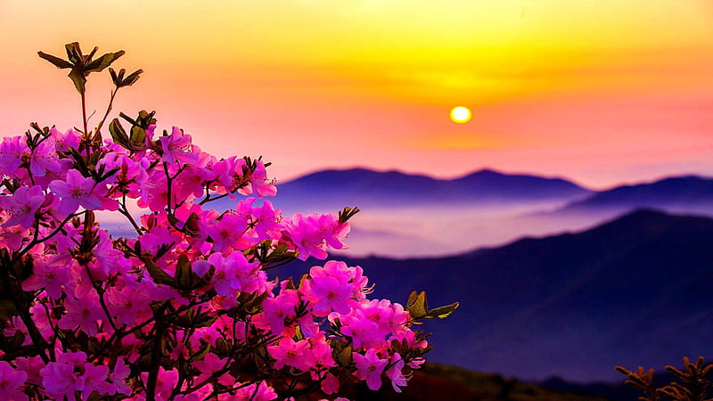 Pink Flowers Plants In Blur Yellow Moon Sky Background Spring, HD wallpaper