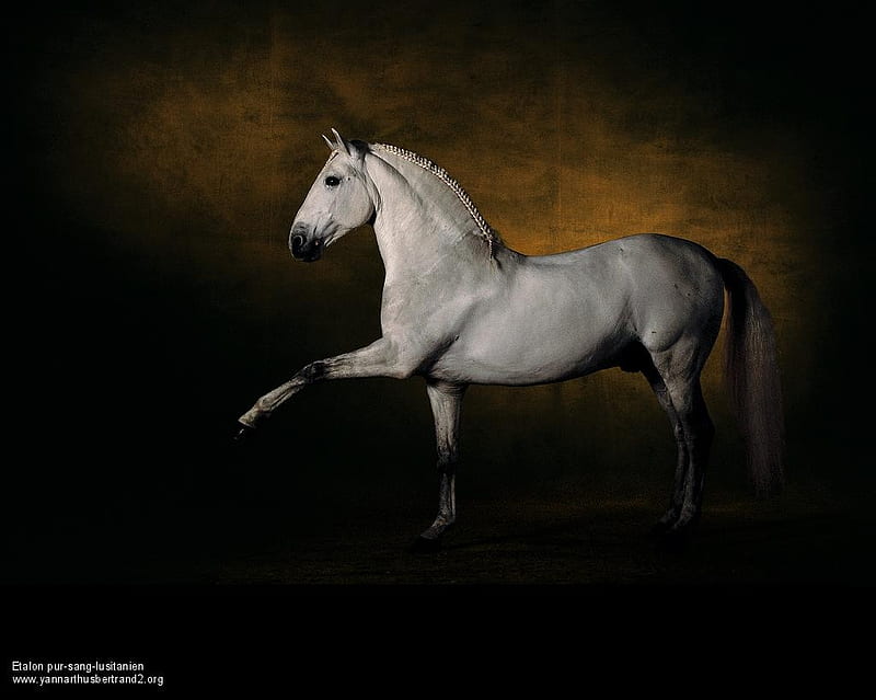 Perfect Dressage, gris, white, andalusian, horses, spanish, HD wallpaper