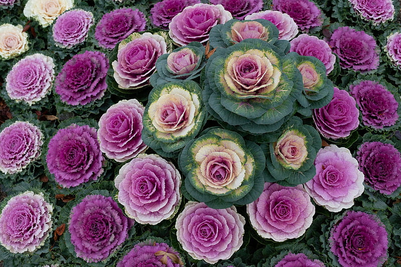 Cabbage flowers, Cabbage leaves, Purple, Garden, Greens, HD wallpaper