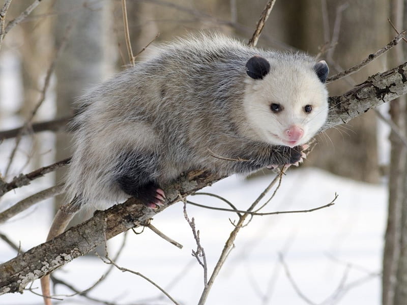 Opossum, critter, rodent, marsupial, HD wallpaper