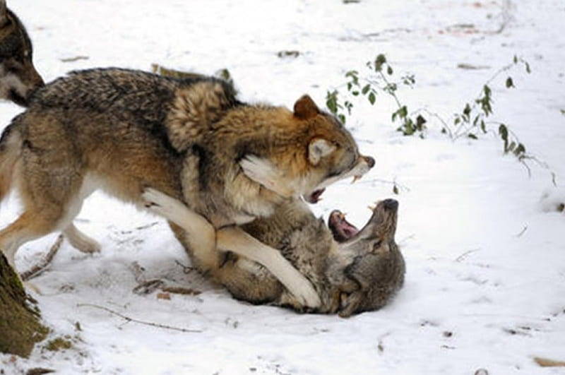 Pelea de lobos, nieve, naturaleza, animales, ficht, lobos, Fondo de  pantalla HD | Peakpx