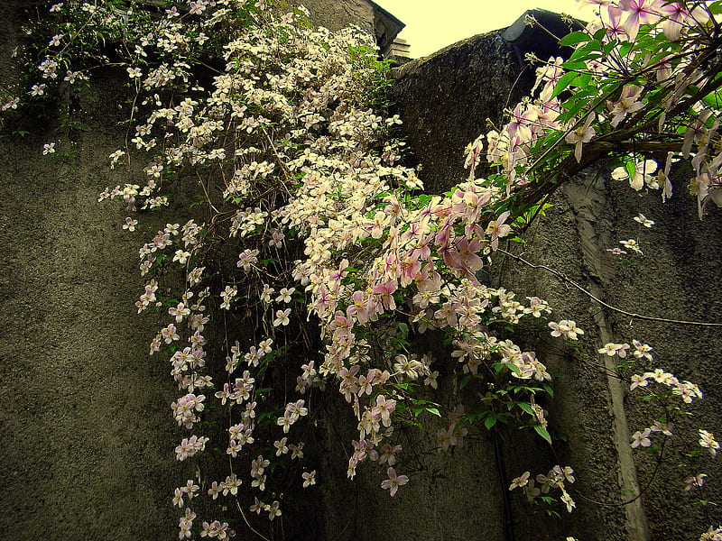 flowering house, ivy, green, pink, creeper, HD wallpaper