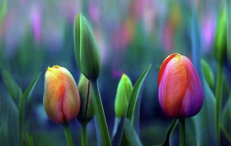 Breezy of Tulips, flowers, colors, love four seasons, garden, nature ...
