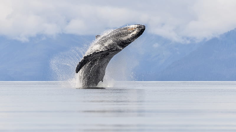 Tongass breach, Humpback whale, USA, Tebenkof Bay, Breach, Kayak, Kulu Wilderness Area, Whale, Alaska, HD wallpaper