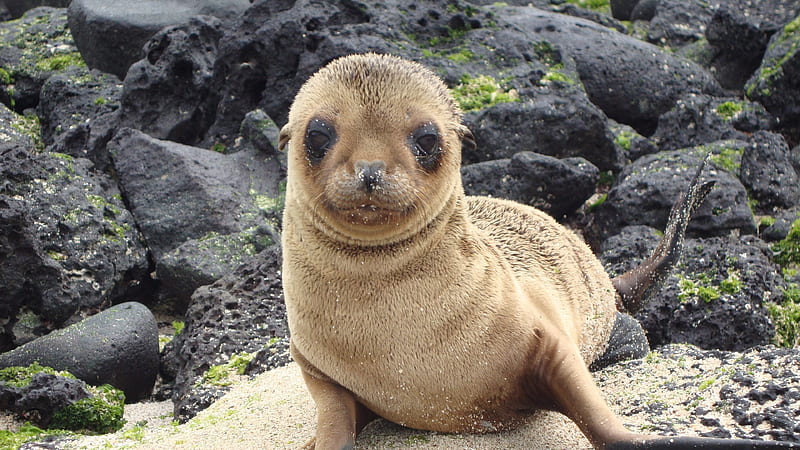 Sea lion, eared seal, cute animals, small seal, Galapagos islands, HD wallpaper