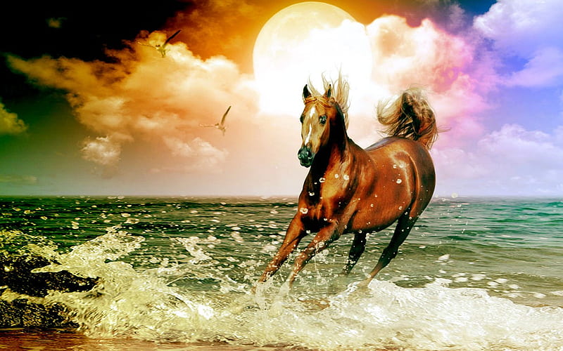 Arabian horse, horse, clouds, sky, sea, arabian, HD wallpaper