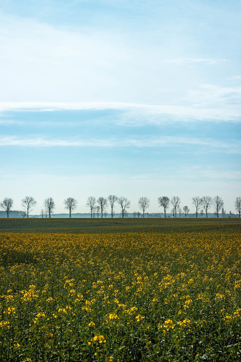 field, grass, sky, flowers, trees, summer, HD phone wallpaper