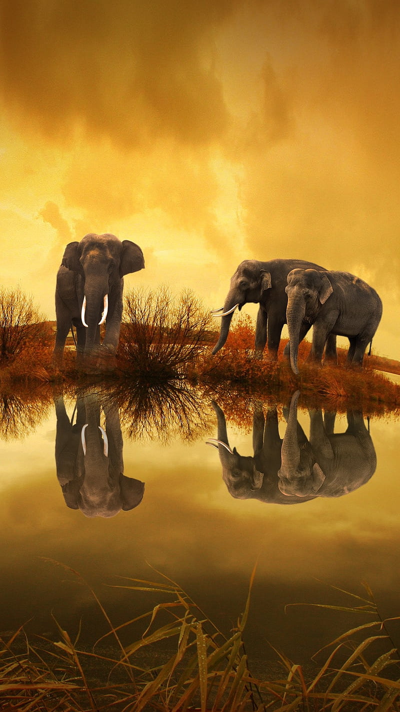 Elephants under the sky , nature, animals, yellow, water, HD phone wallpaper