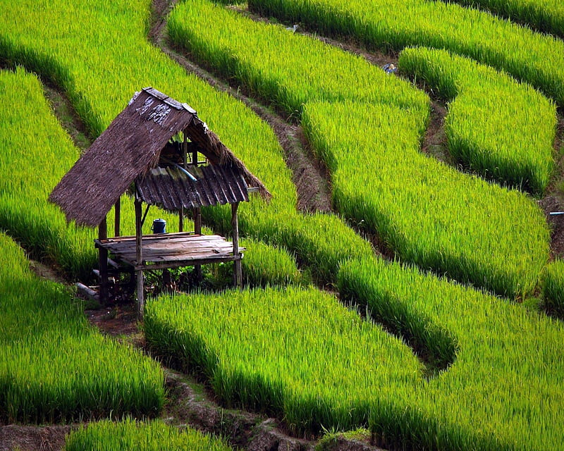 Green Field, asia, rice, HD wallpaper