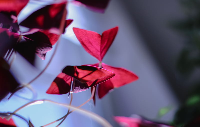 red leaves in tilt shift lens, HD wallpaper