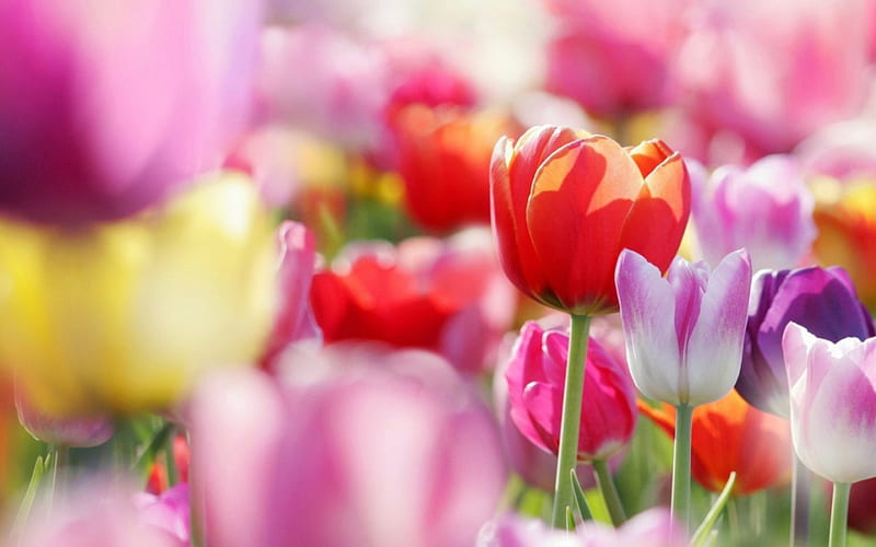 Tulips, flower, red, nature, HD wallpaper | Peakpx