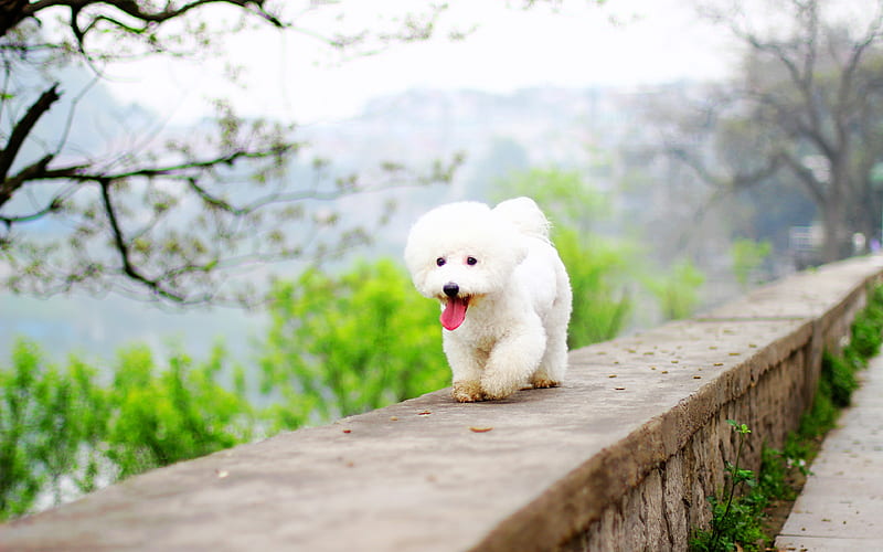 Bichon Frise, park, pets, dogs, Bichon Frise Dog, white dog, cute animals, HD wallpaper