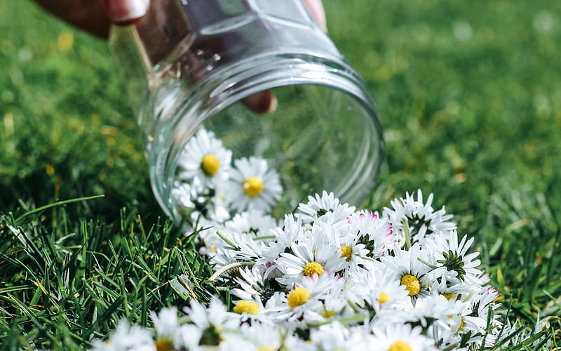 chamomiles, flowers on the grass, chamomiles on the grass, glass jar with chamomiles, HD wallpaper