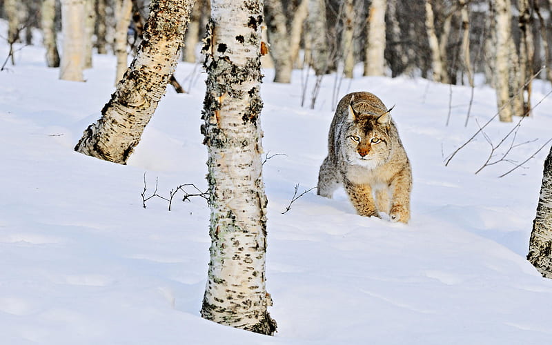 wild cat in snow, forest, snow, running, bonito, wild cat, winter, HD wallpaper