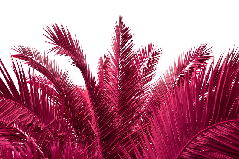 Pink Palm Leaves , abstract, colour, leaves, nature, palm, pink, psicodelia, saturated, HD wallpaper