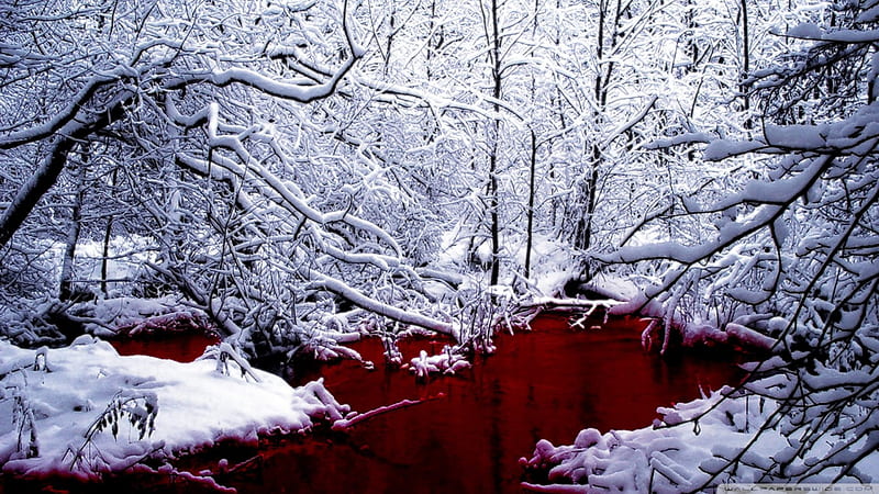 'Miracle Bloody in Winter', red, silent, attractions in dreams, bonito, seasons, xmas and new year, forests, reflection, scenery, miracle, lakes, view, holiday, white trees, colors, love four seasons, winter, snow, magical, white, frozen, HD wallpaper