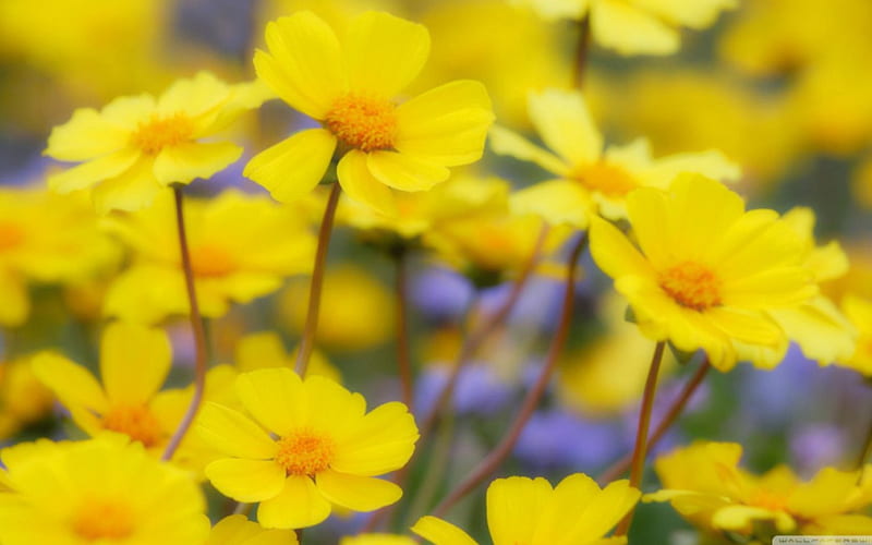 Desert Flowers, Carrizo Plain National Monument, California, desert